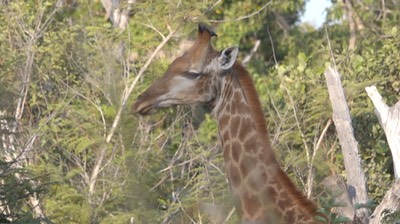 Giraffe, South African - Senegal 3