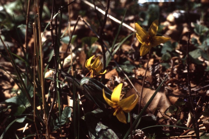 Glacier Lily459