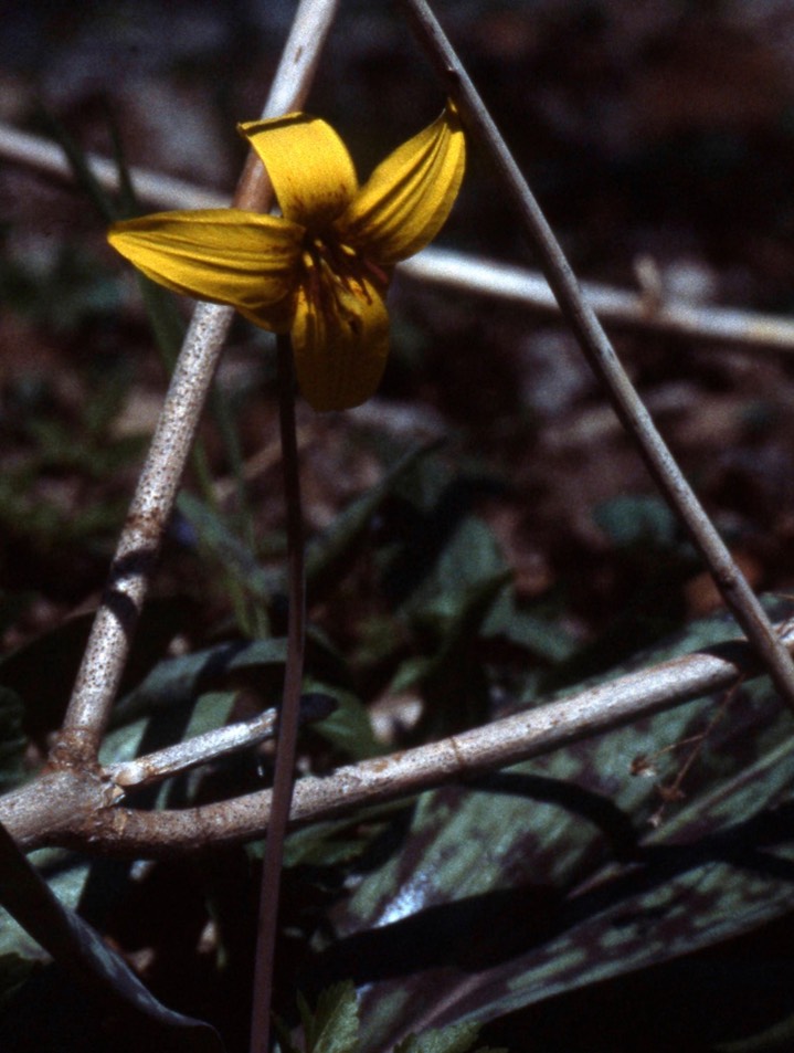 Glacier Lily460