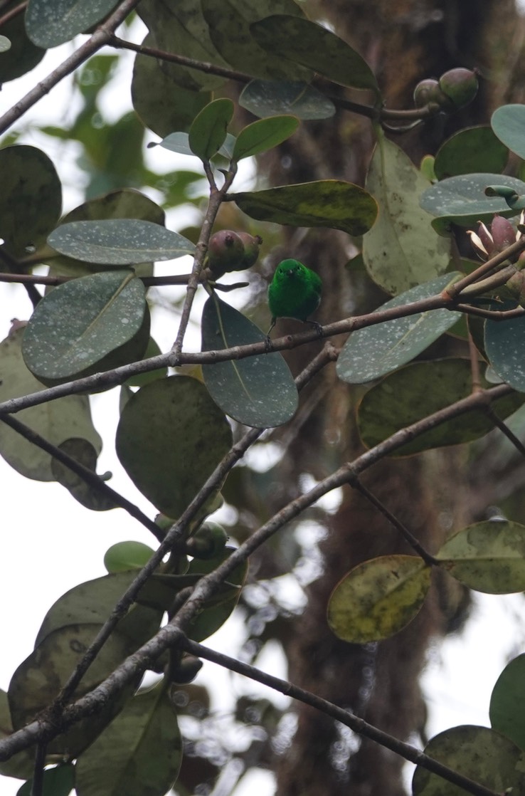 Glistening-green  Tanager g3