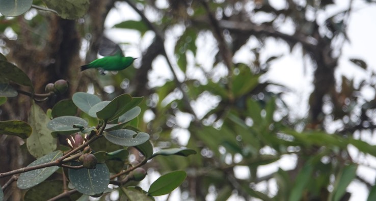 Glistening-green  Tanager g4