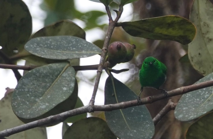 Glistening-green  Tanager g2