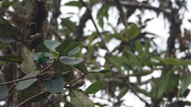 Glistening-green  Tanager g1