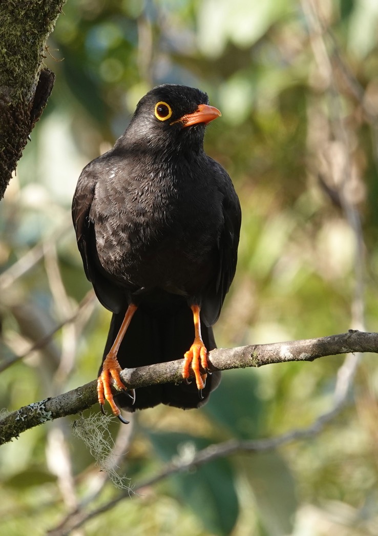 Glossy-black Thrush i1