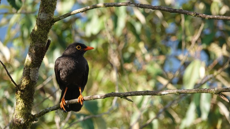 Glossy-black Thrush i2