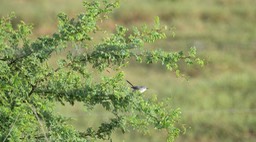 Gnatcatcher, Blue-gray (Belize 2021)