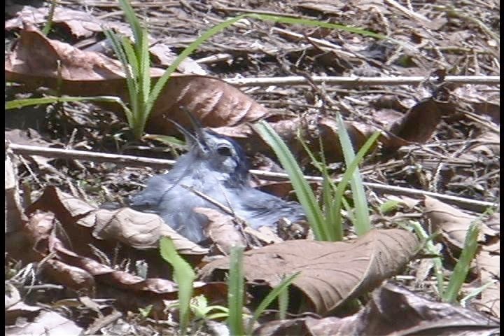 Gnatcatcher, Tropical