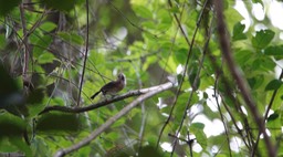 Gnatwren, Long-billed. Ramphocaenus melanurus