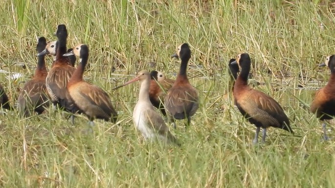 Godwit, Bar-tailed 2