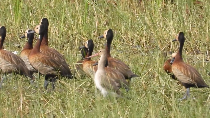 Godwit, Bar-tailed 3