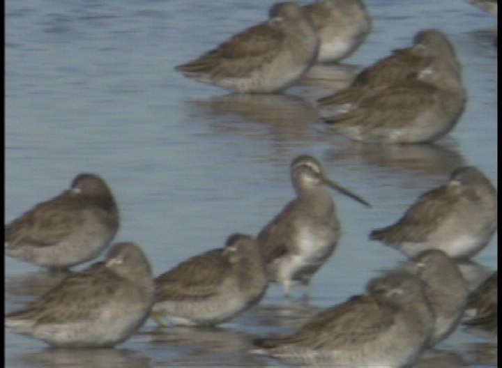 Godwit, Hudsonian