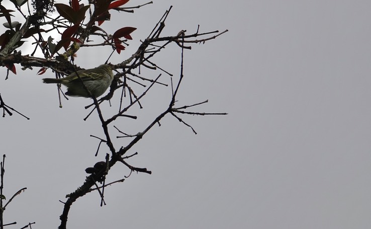 Golden-faced Tyrannulet1