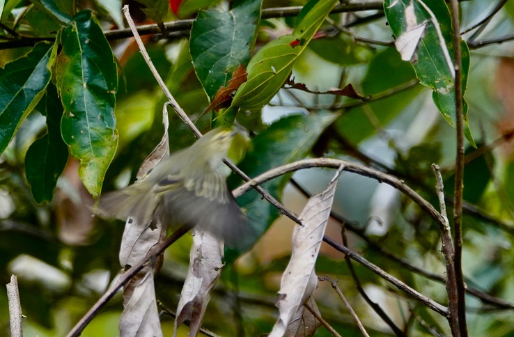 Golden-faced Tyrannulet2