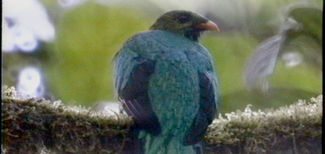 Golden-headed Quetzal