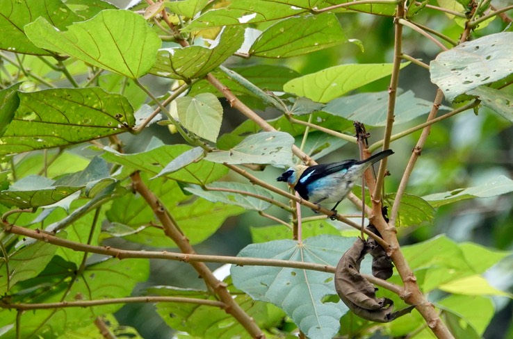 Golden-hooded Tanager1