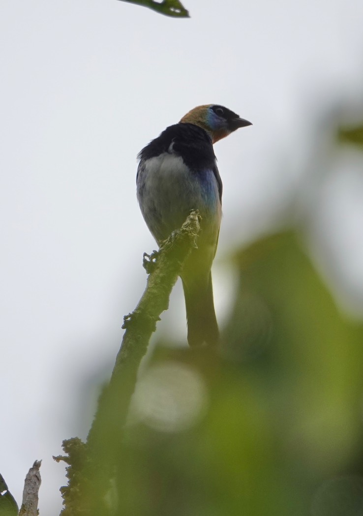 Golden-hooded Tanager2