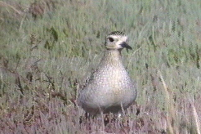 Golden-Plover, Pacific 1