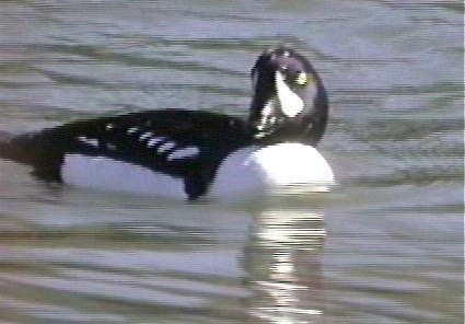 Goldeneye, Barrow's 3