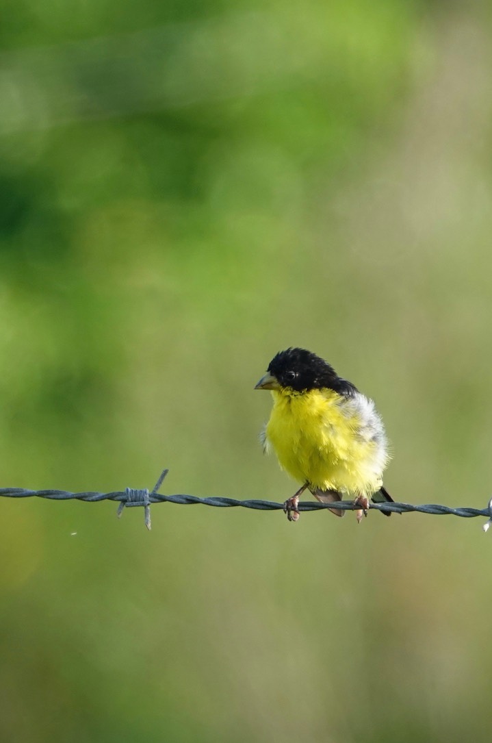 Goldfinch, Lesser.  Carduelis psaltria3