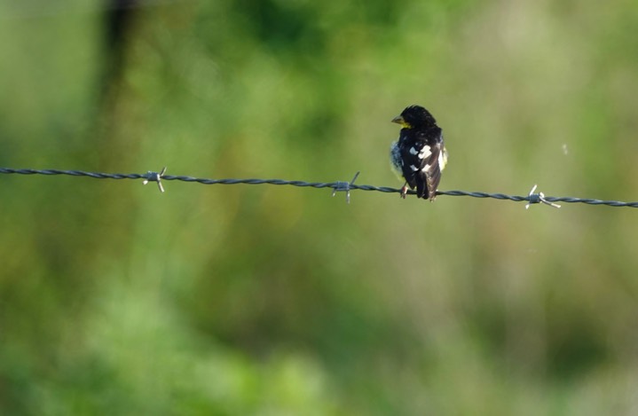 Goldfinch, Lesser.  Carduelis psaltria1