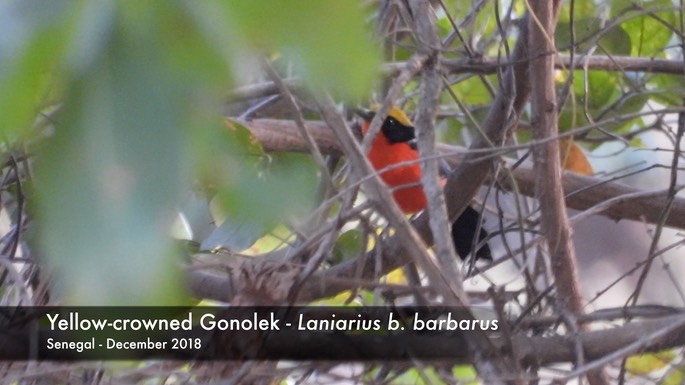 Gonolek, Yellow-crowned - Senegal