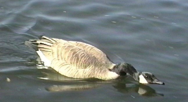 Goose, Canada 1_1