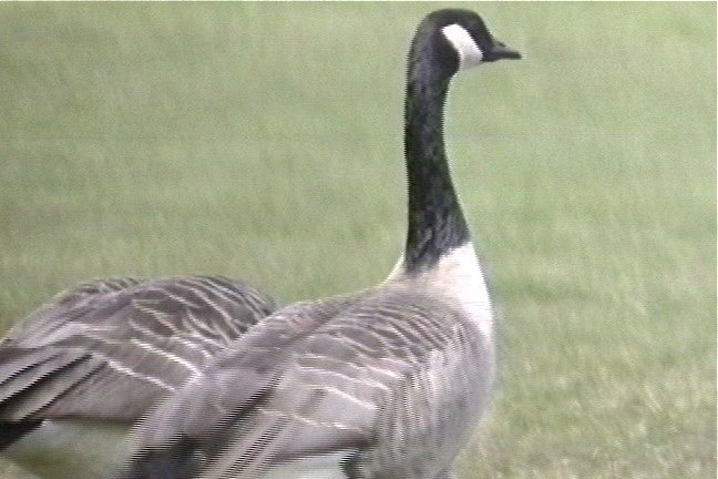 Goose, Canada 1