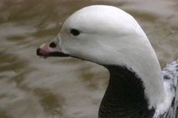 Goose, Emperor 2