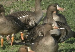 Goose, Greater White-fronted 2