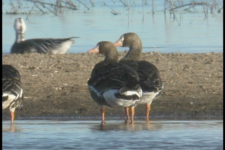 Goose, Greater White-fronted 23