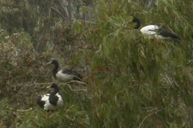 Goose, Magpie 1