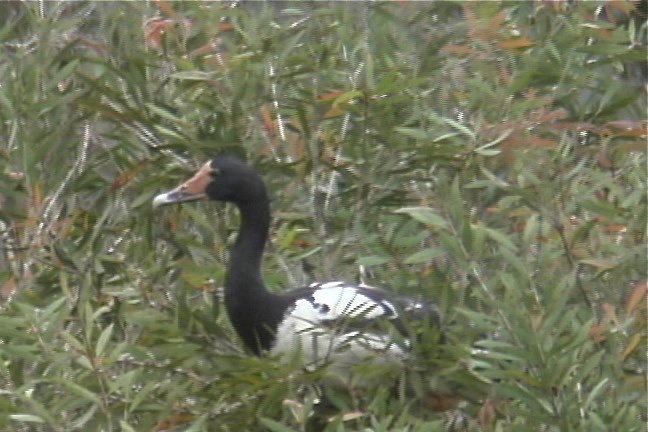 Goose, Magpie 3