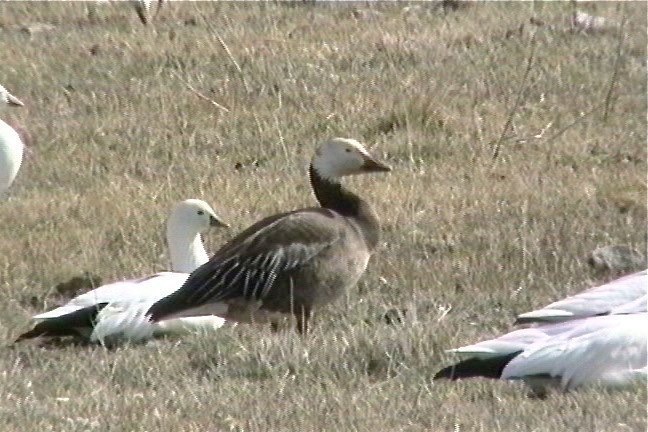 Goose, Snow 1