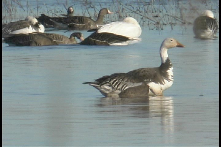 Goose, Snow 21