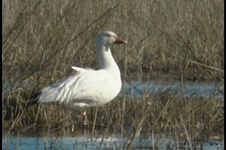 Goose, Snow l1