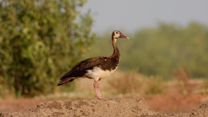 Goose, Spur-winged 1