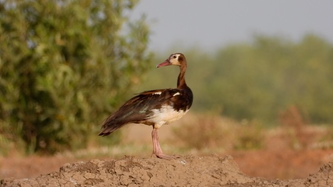 Goose, Spur-winged 2