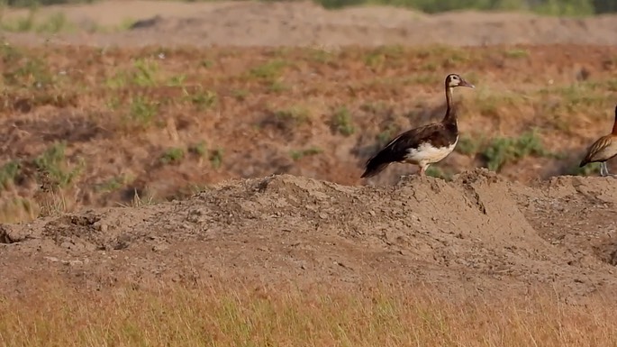 Goose, Spur-winged 3