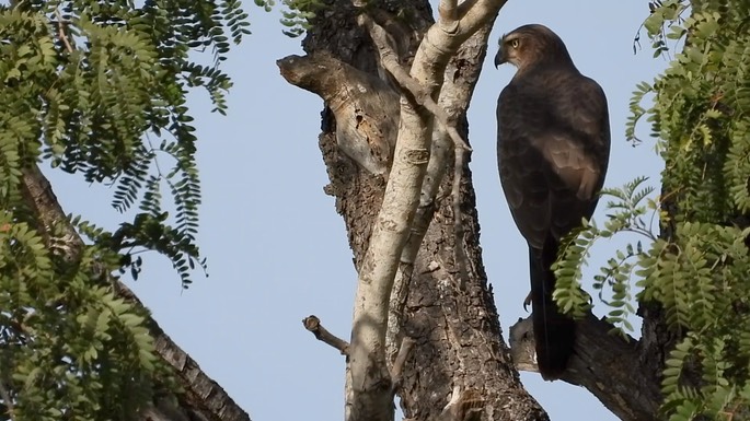 Goshawk, Dark Chanting 1