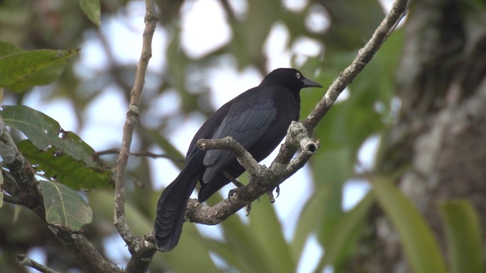 Grackle, Carib 1