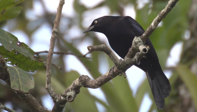 Grackle, Carib