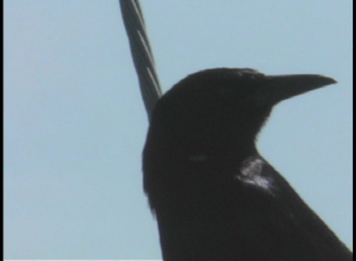 Grackle, Common 1