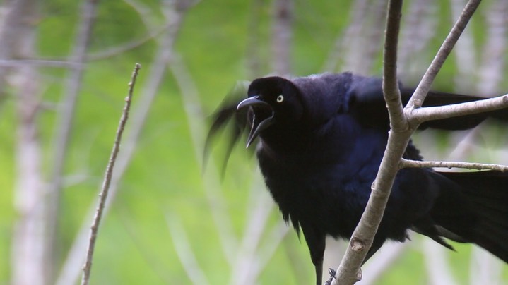 Grackle, Great-tailed - Texas