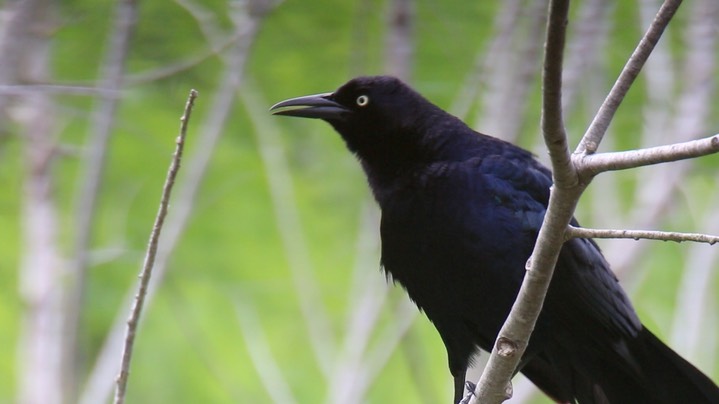 Grackle, Great-tailed - Texas 1