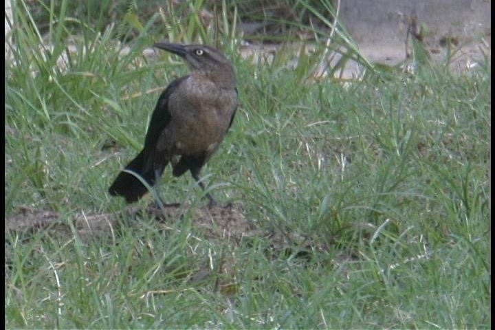 Grackle, Great-tailed