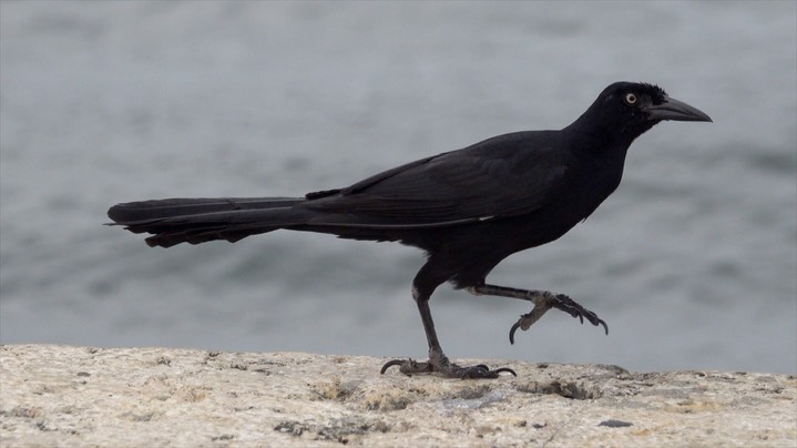 Grackle, Great-tailed (Colombia) 5