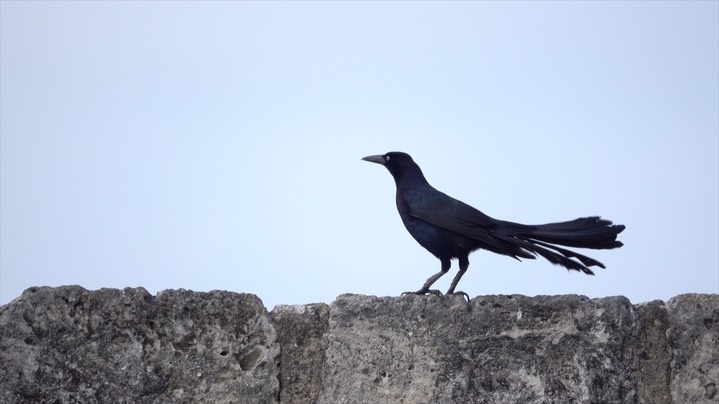 Grackle, Great-tailed (Colombia) 3