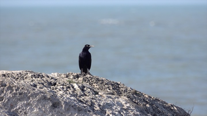 Grackle, Great-tailed (Colombia) 4