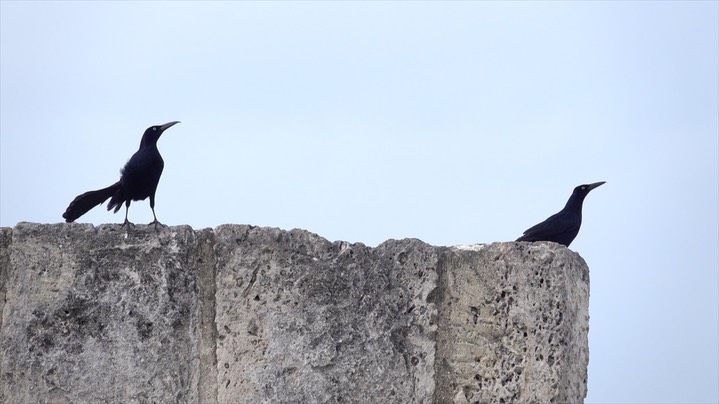 Grackle, Great-tailed (Colombia) 2