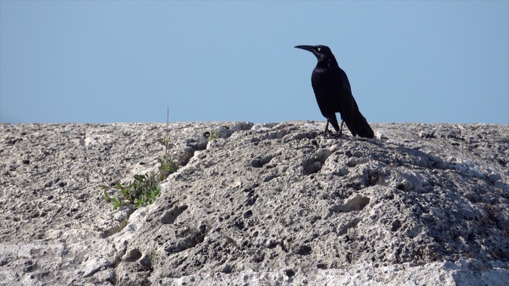 Grackle, Great-tailed (Colombia) 1